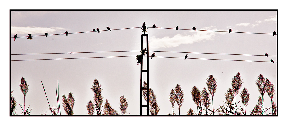 birds on the wire