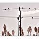 birds on the wire
