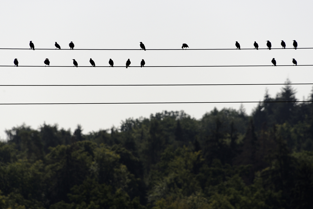 Birds on the Wire001