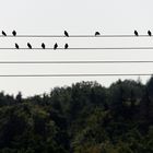 Birds on the Wire001