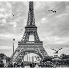 Birds on Tour Eiffel