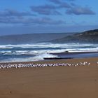 Birds on Waitpinga Beach South Australia