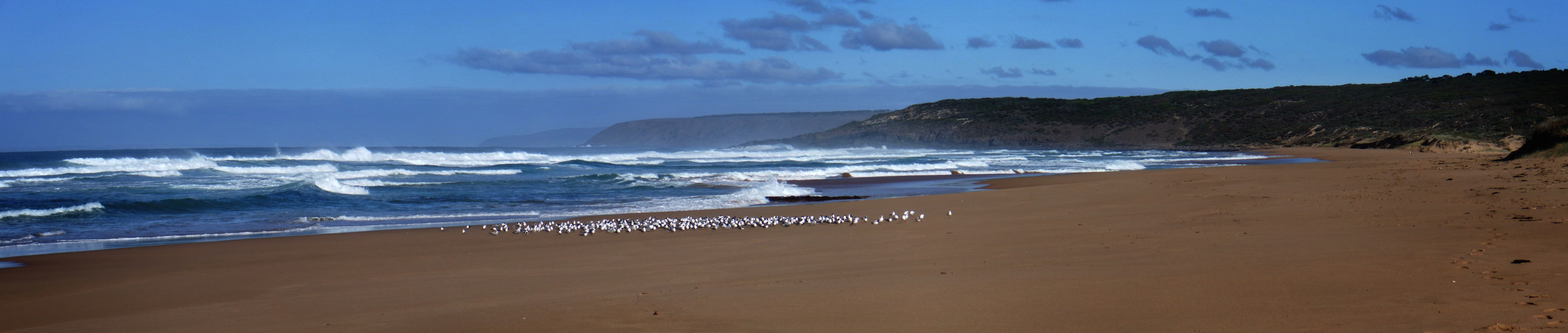 Birds on Waitpinga Beach South Australia