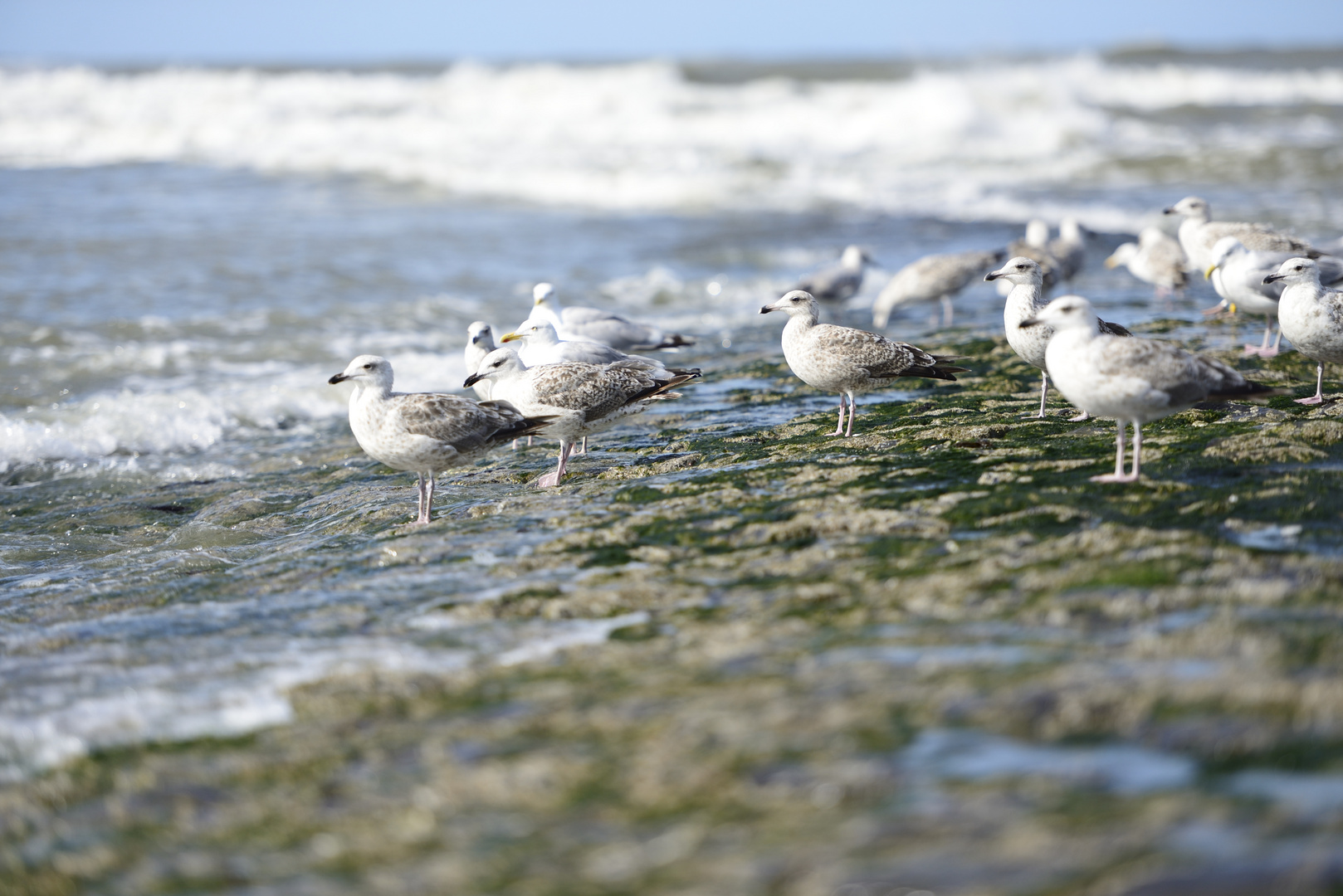 birds on Wangerooge