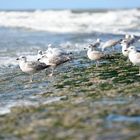 birds on Wangerooge