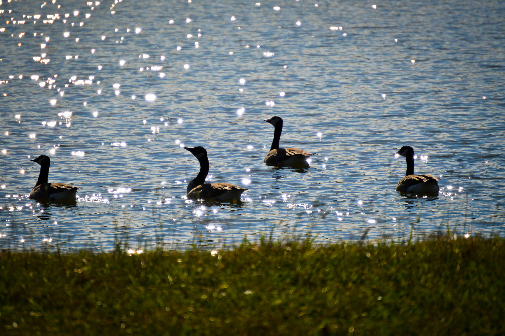 Birds on water