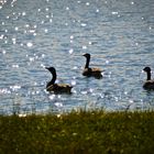 Birds on water