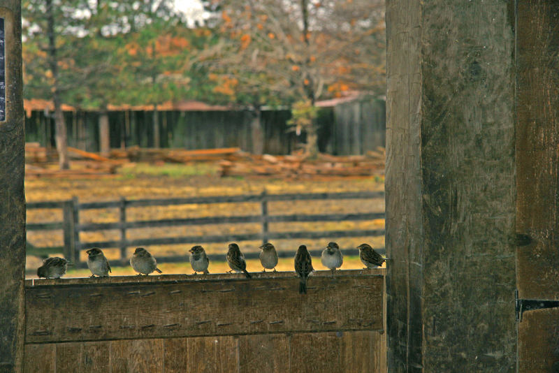 birds on windowsill