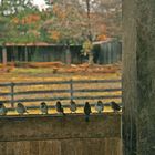 birds on windowsill