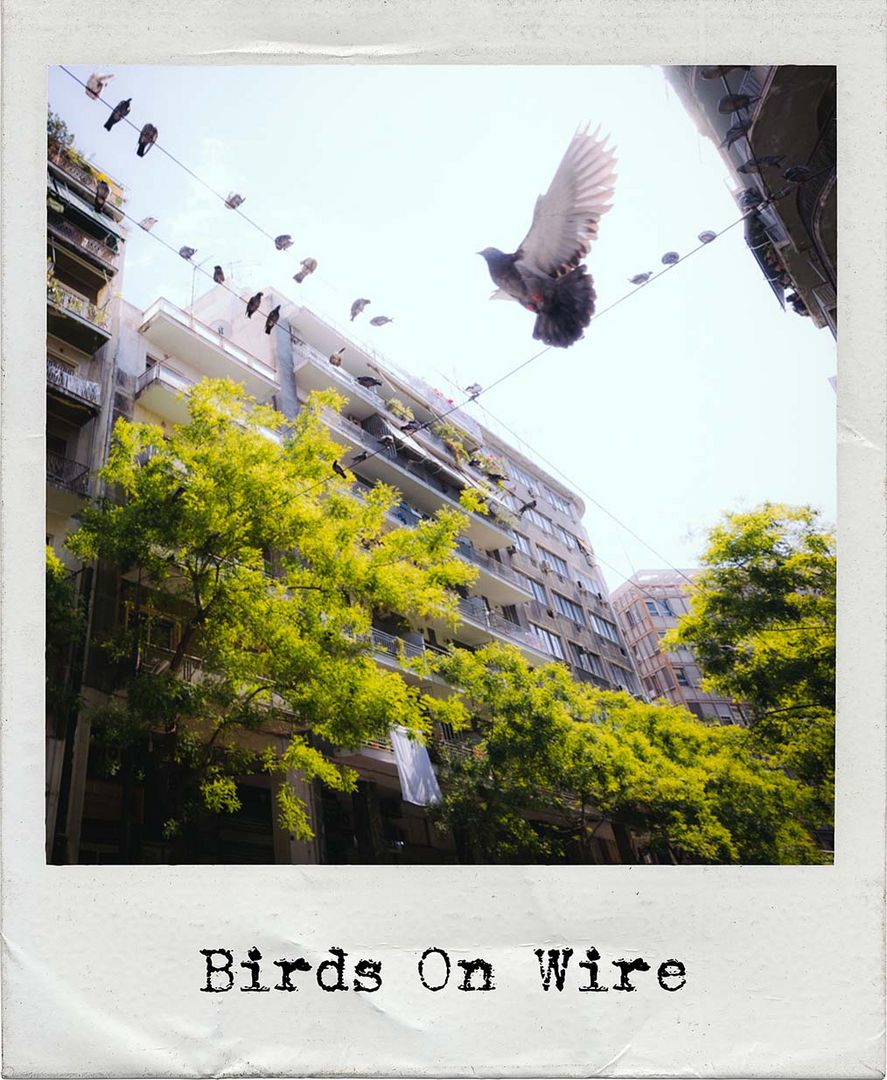 Birds On Wire