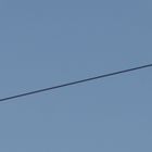 Birds on Wire