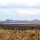 Birds Over Funks Lagoon