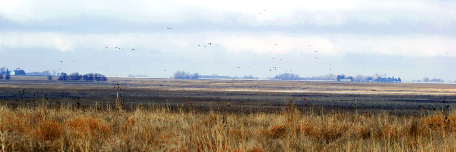 Birds Over Funks Lagoon