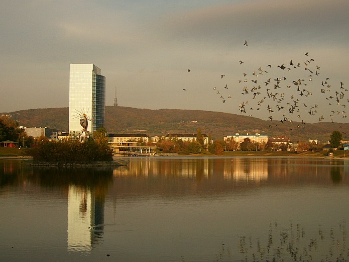 Birds over Lake in Bratislava