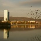 Birds over Lake in Bratislava