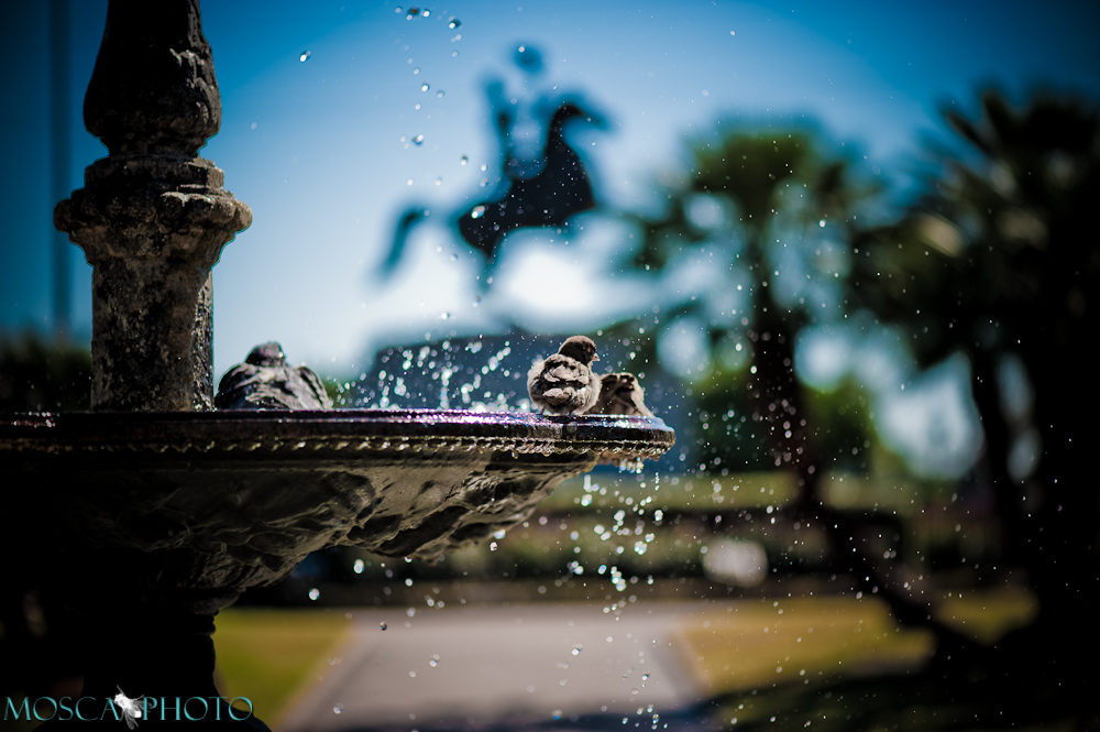 Birds playing, Jackson Square, New Orleans