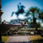 Birds playing, Jackson Square, New Orleans