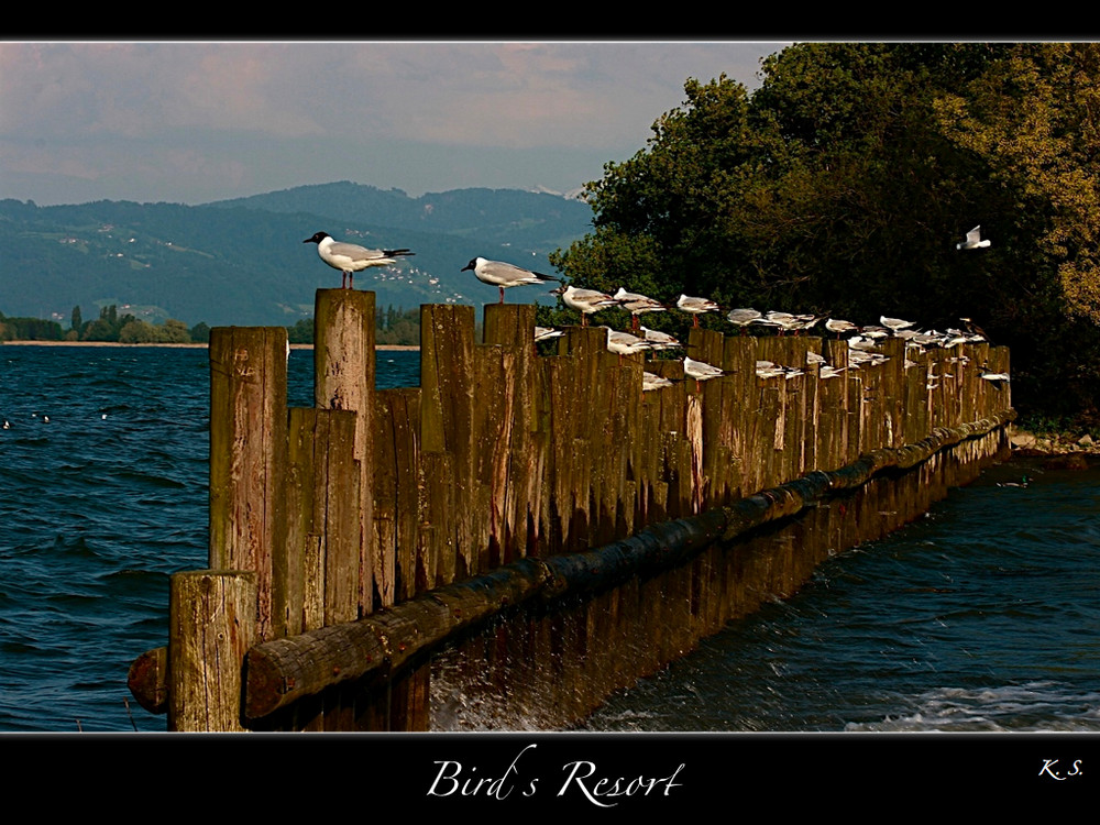 | Bird´s Resort |