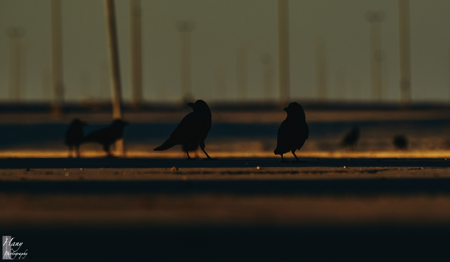 Birds, Sea, and Winter 