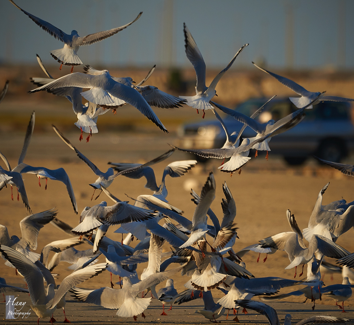 Birds, Sea, and Winter 