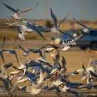 Birds, Sea, and Winter 