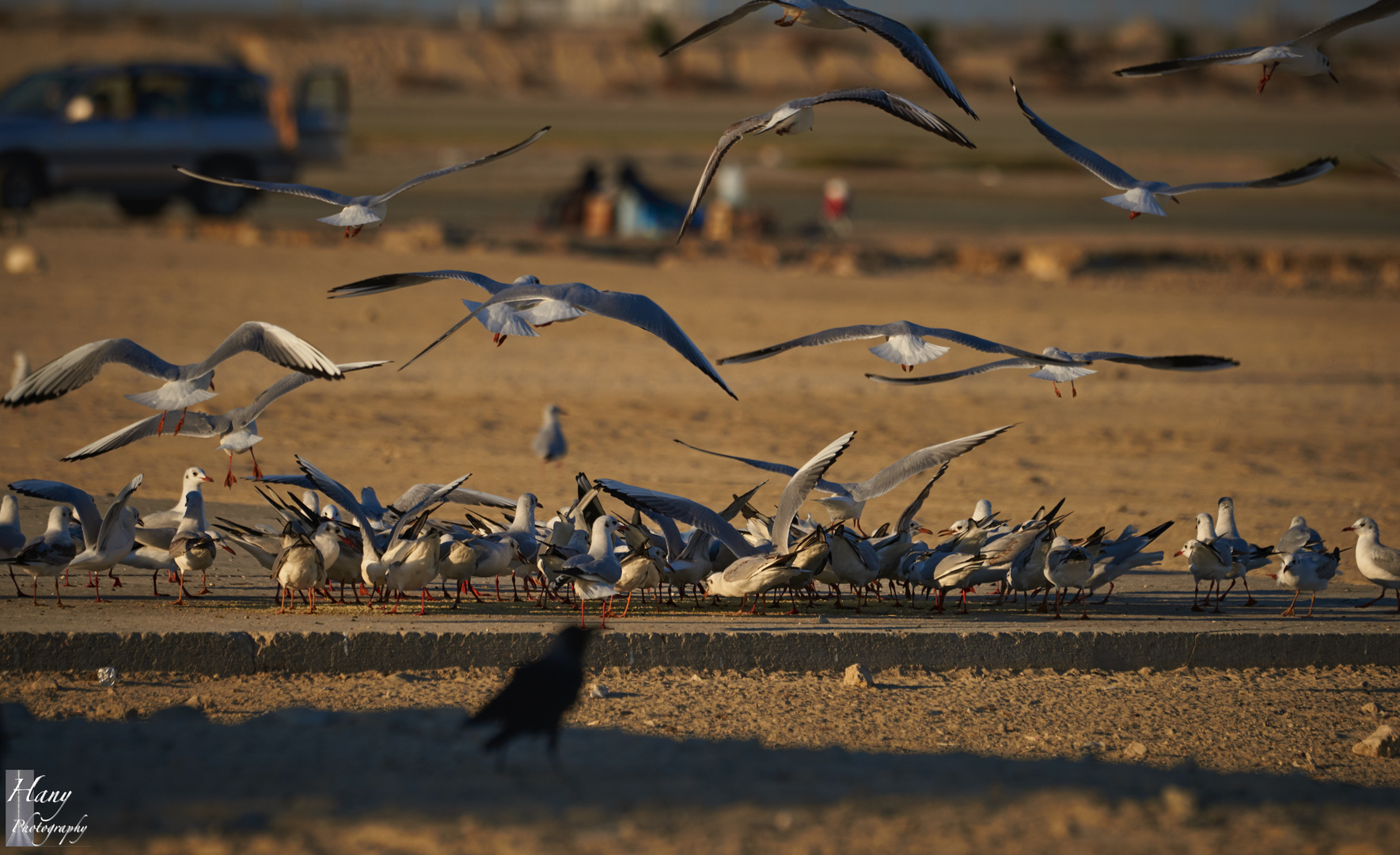 Birds, Sea, and Winter 