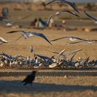 Birds, Sea, and Winter 