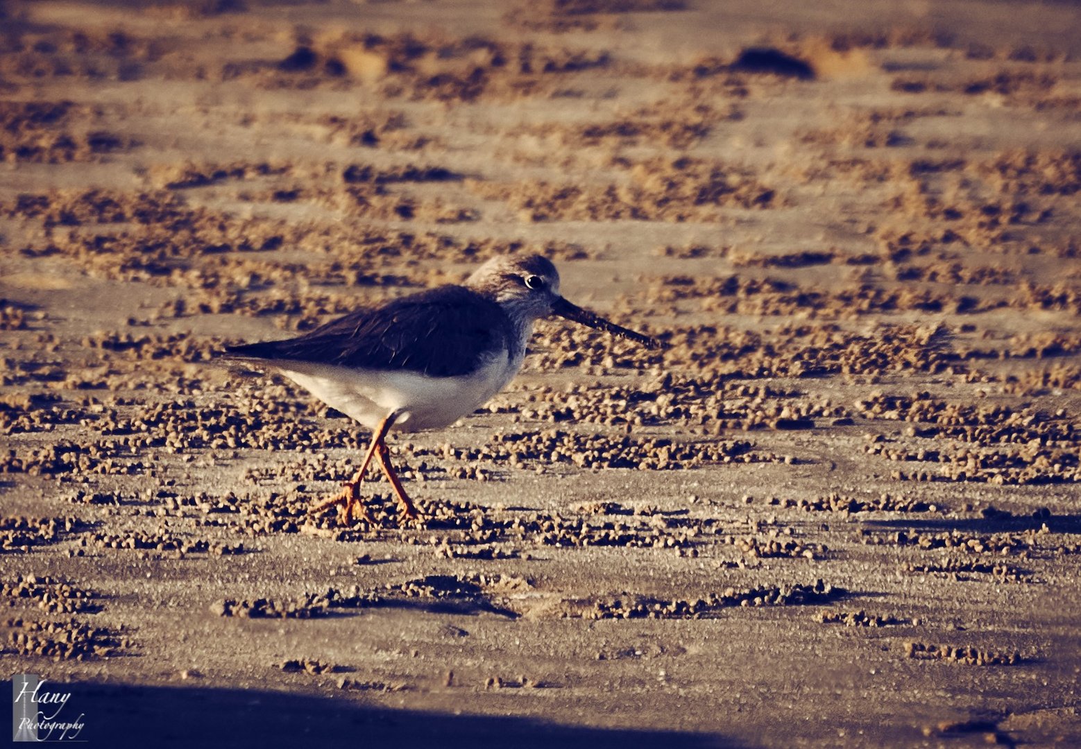 Birds, Sea, and Winter 