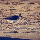 Birds, Sea, and Winter 