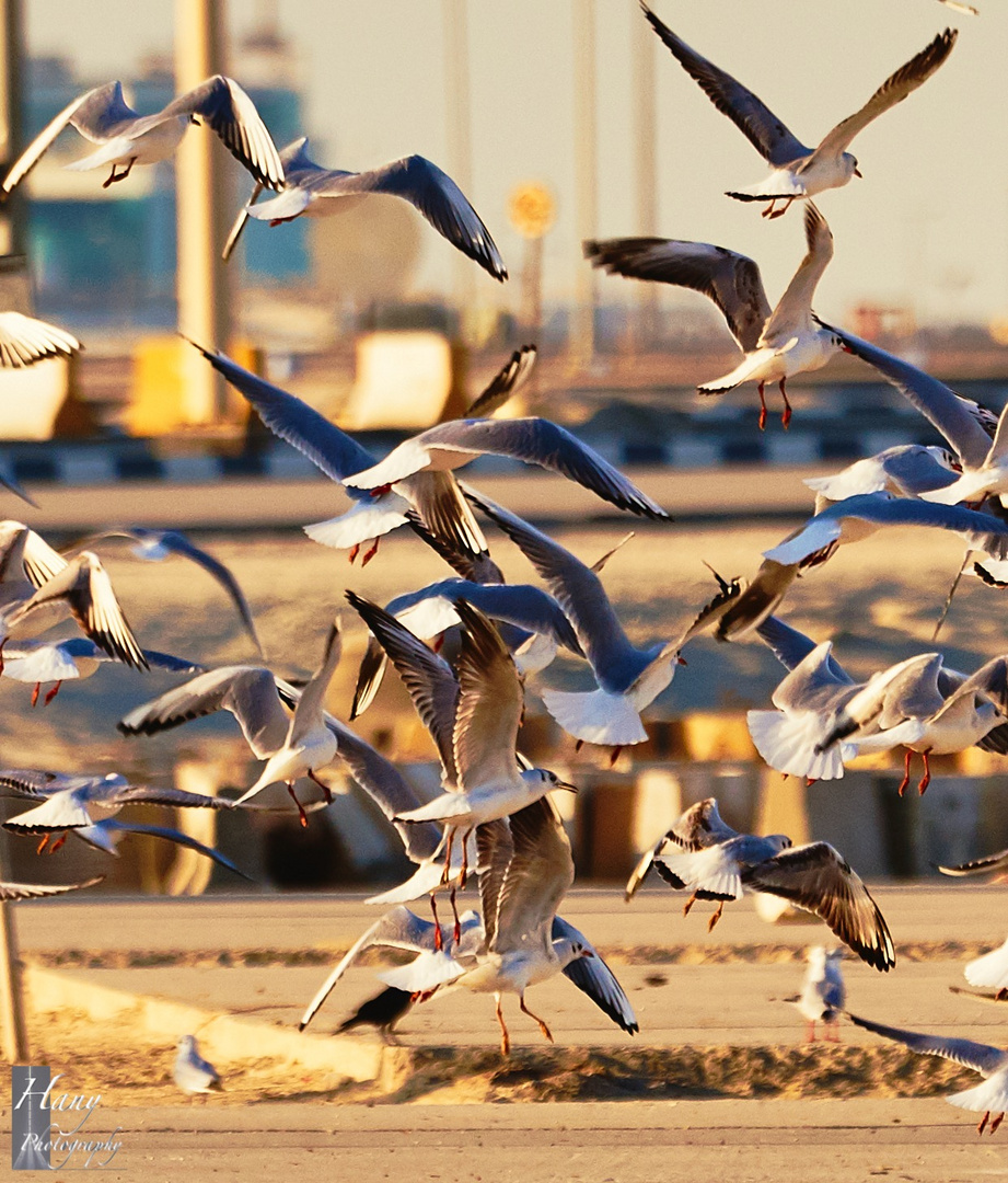 Birds, Sea, and Winter 