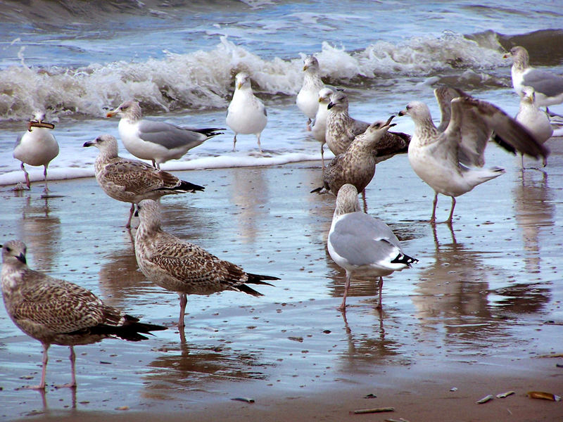 birds, seashore