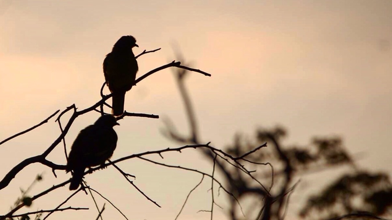 Bird's shadow