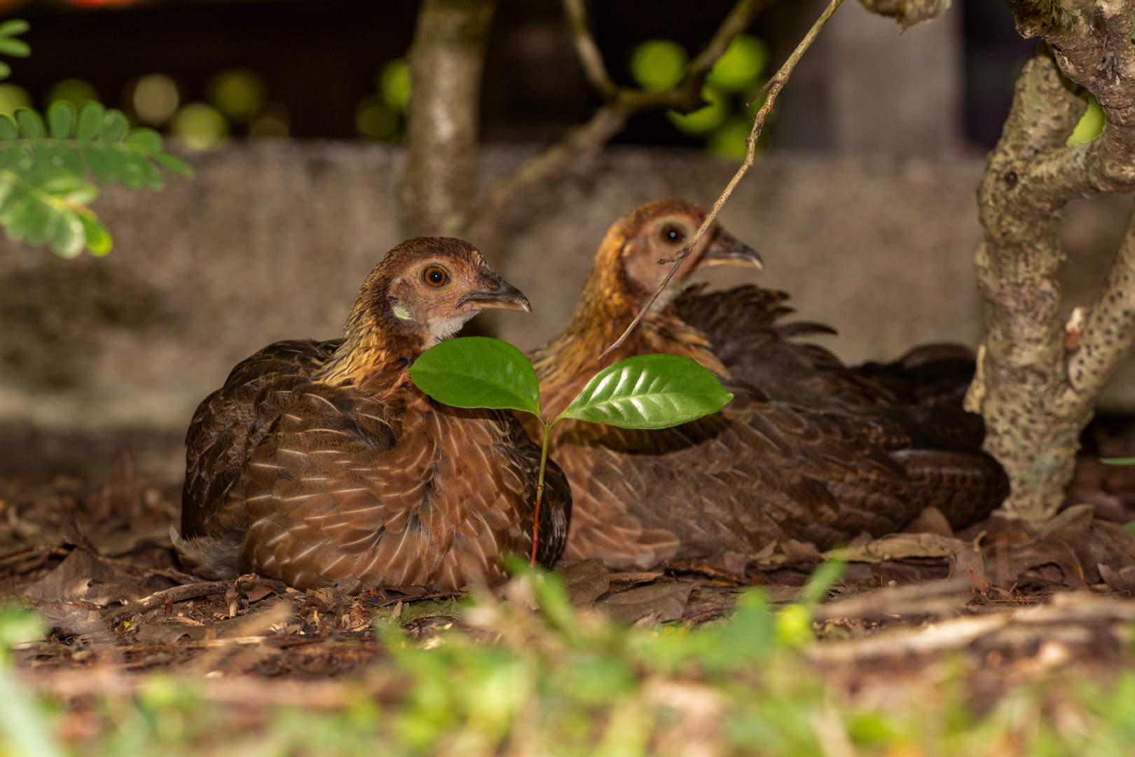 Birds, Singapore Botanic Garden