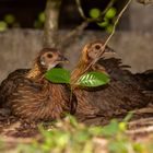 Birds, Singapore Botanic Garden