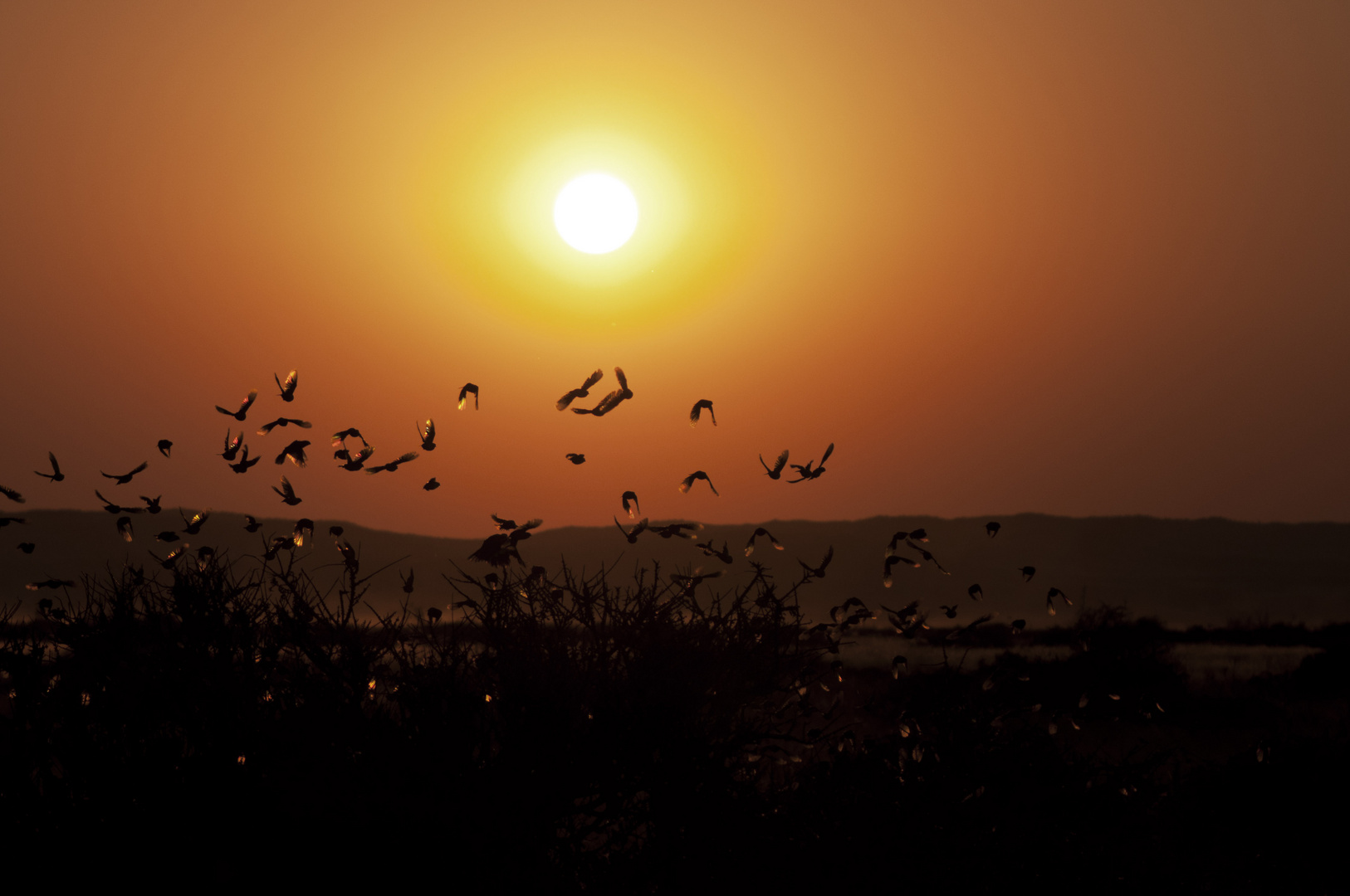 Birds Sundowner