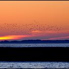 birds & sunset