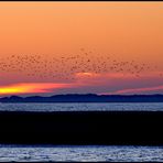 birds & sunset