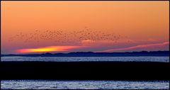 birds & sunset