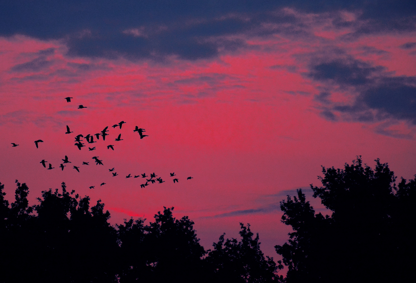 Bird`s Trail