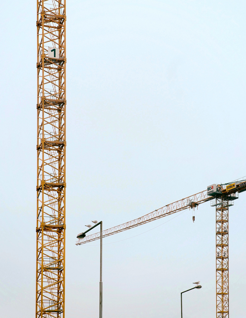 Birds watching cranes