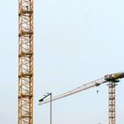 Birds watching cranes