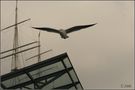 Birdsnack_im_HH_Nebel_01 von Ralf Sommer