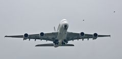 Birds...Runway 34 ZRH