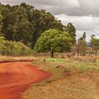 Birdtrail in Swasiland