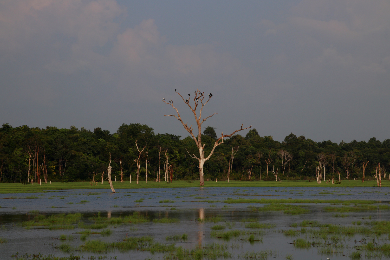 Birdtree