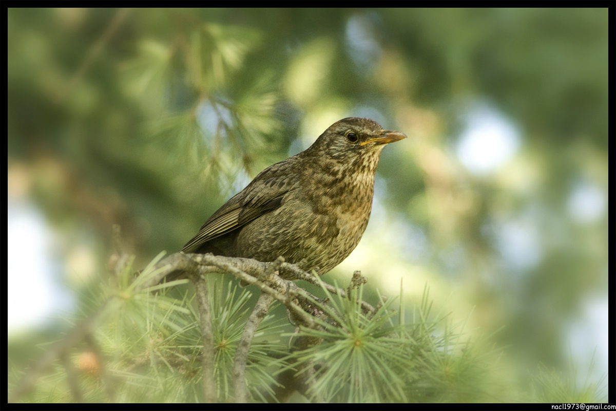 Birdwatching...