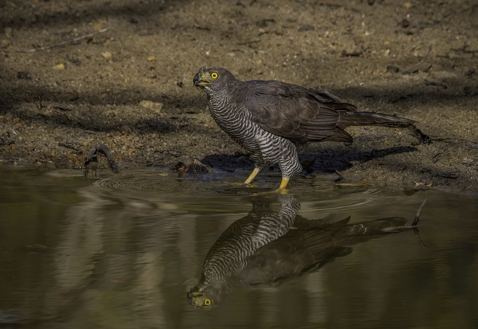 BIRDWATCHING 