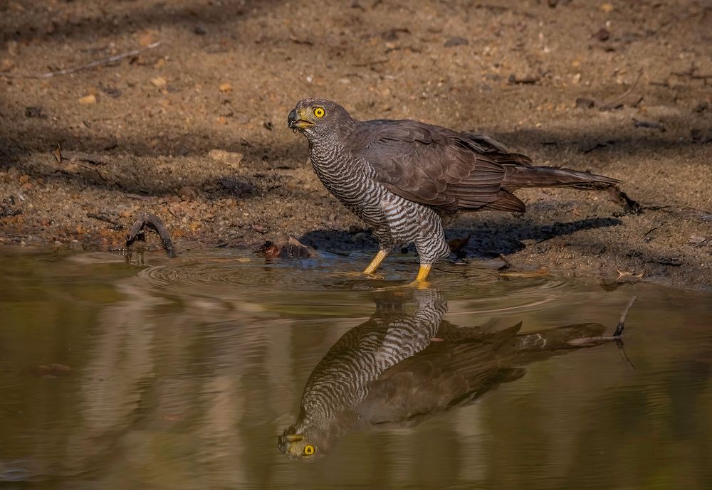 BIRDWATCHING 