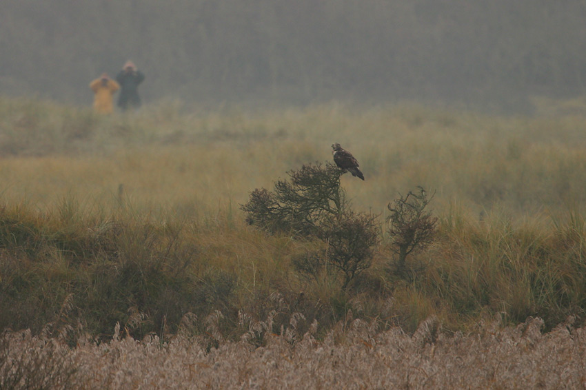 Birdwatching auf Ameland