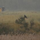 Birdwatching auf Ameland